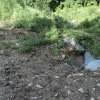 Presa Casel   canaletta scolo metallica ostruita.JPG